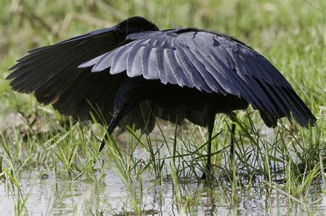 Cause, Science! : The Black Egret is a species of bird that...