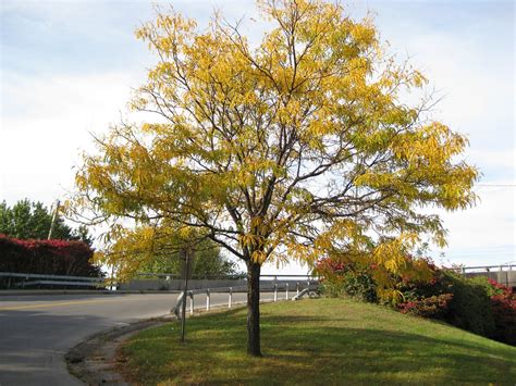 Gleditsia triacanthos - Honey Locust Fall leaves | Park at D… | Flickr