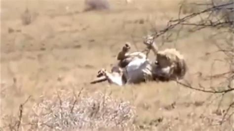 Quando a Cobra mais mortal da África Morde Leão ! (Black mamba vs Lion ...