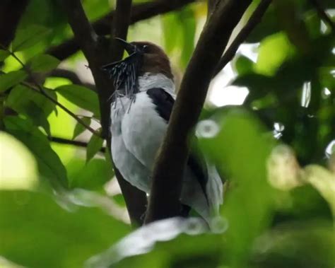 Bearded bellbird - Facts, Diet, Habitat & Pictures on Animalia.bio