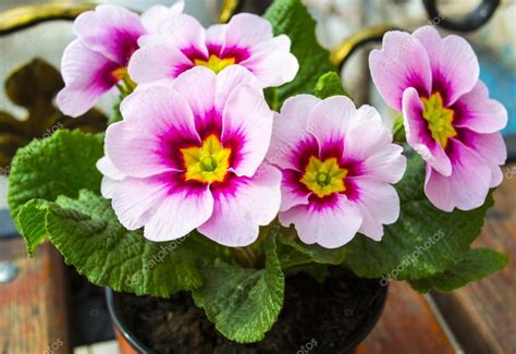 Pink primrose flower, primula cultivar — Stock Photo © weter777 #107113374