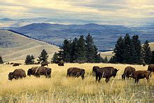 National Bison Range Complex - Wikipedia