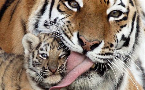 Cute Baby Tiger Wallpaper (68+ images)