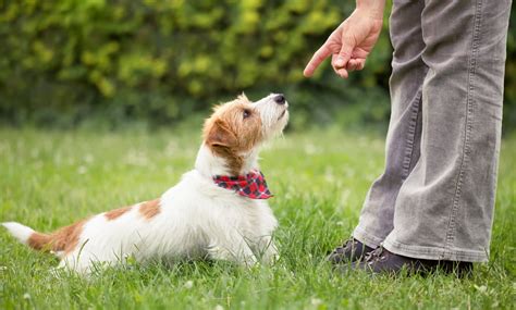 Dog Training in Marina del Rey, CA | iWorkDogs