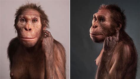 Ancient hominin shows evolution of bipedalism