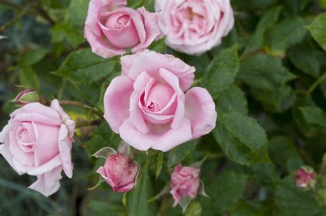 14 Floribunda Roses for Your Flower Garden