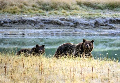 Grizzly Bear Population In Montana Recovering, Increasing Risk Of Human ...