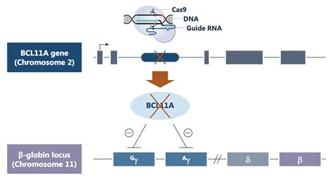 Cutting Edge Gene Therapies: Beta-Thalassemia Breakthroughs (Part I ...