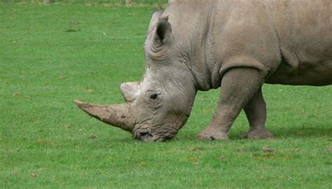 What Is the Horn of a Rhino Made Of? | Sciencing