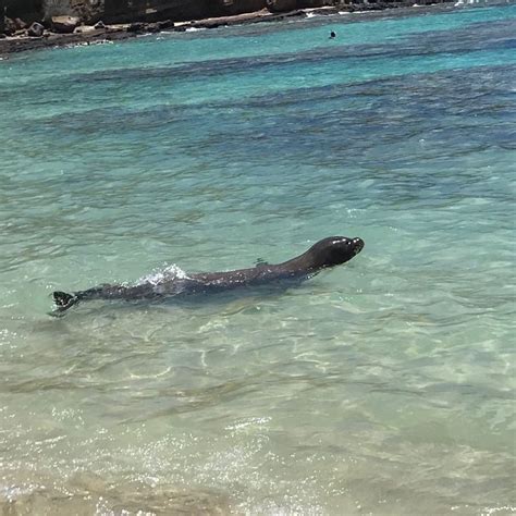 Hanauma Bay Nature Preserve (Honolulu) - 2018 All You Need to Know ...