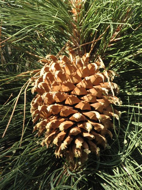 Coulter Pine | Small Tree Seedling – SequoiaTrees.com