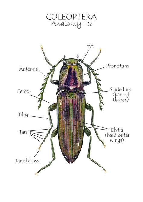 Beetle Anatomy, Homeschool Resources, Montessori Cards, Learning Cards ...