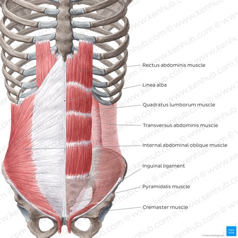 Anterior abdominal muscles: Anatomy and functions | Kenhub