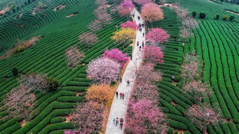 Blossoming cherry trees at a tea plantation in Longyan, China - Bing ...