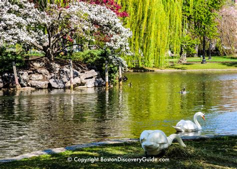 Boston's Public Garden | 10 Top Attractions | Boston Discovery Guide