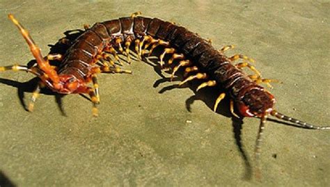 Amazonian giant centipede (Scolopendra gigantea) | Millepiedi, Insetti ...