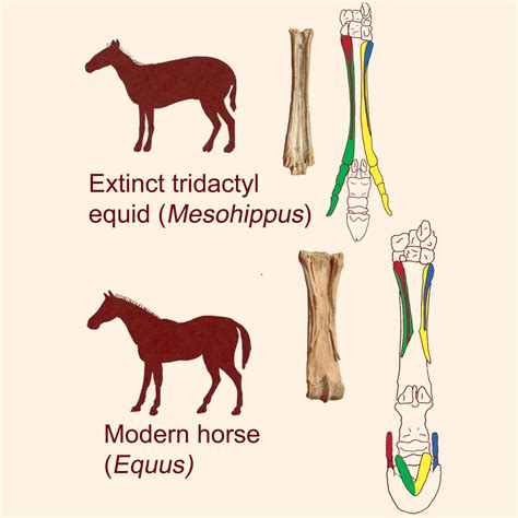 Paleontologists Propose New Theory on Horse Evolution | Paleontology ...