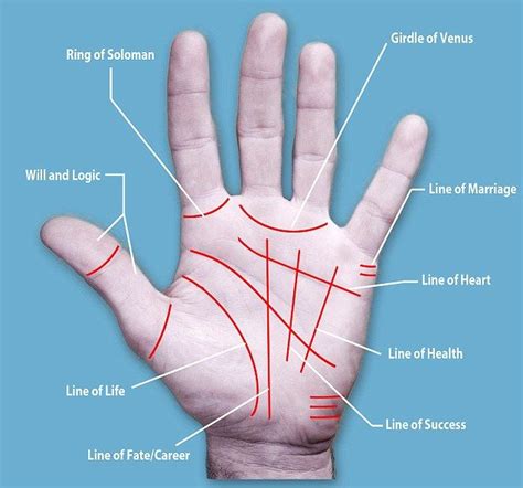 Basic Palm Reading, Palm Reading Charts, Meaning Of Palm, Palm Lines ...