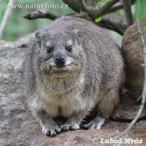 Rock Hyrax Photos, Rock Hyrax Images, Nature Wildlife Pictures | Cute ...