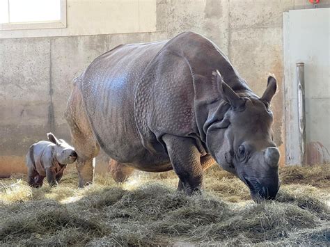 What's a Baby Rhino Called? Discover What to Call a Young Rhino