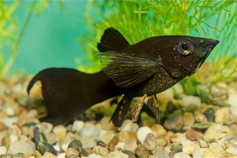 Black Molly Fish: Size, Food, & Care