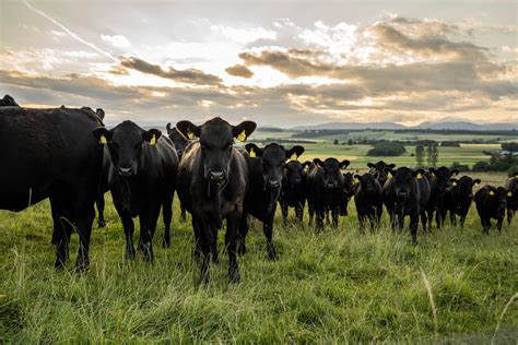 Pastoral farming for climate friendly beef - Hugh Grierson Organic