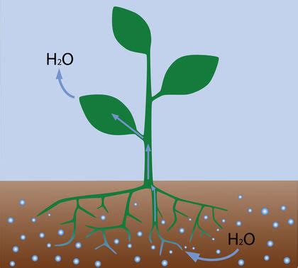 Osmosis - body, used, water, process, Earth, plants, methods, animals