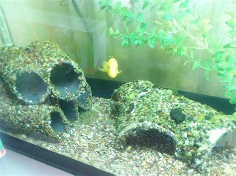 Pvc tunnels | Fresh water fish tank, Freshwater aquarium, Tropical fish