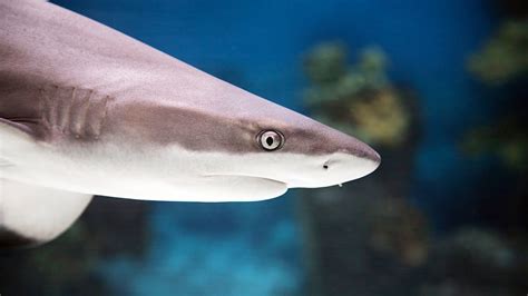 251 Cute and Funny Shark Names - Animal Hype