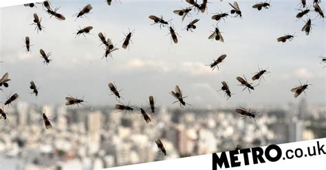 Flying Ant Day 2023: When is it and why do the insects swarm at once ...