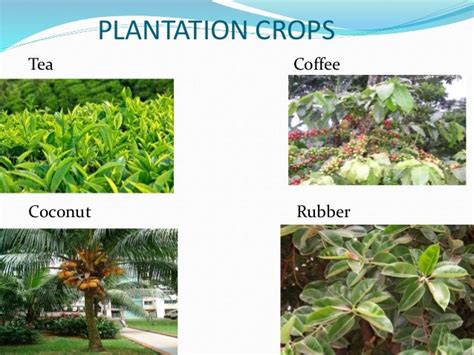 Crop production ppt