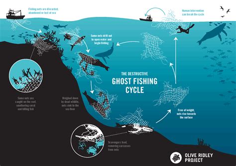 Ghost Fishing: A Cycle of Devastation | Olive Ridley Project