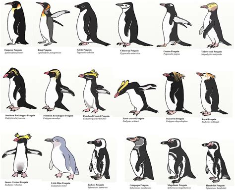 The different types of Penguins : r/coolguides