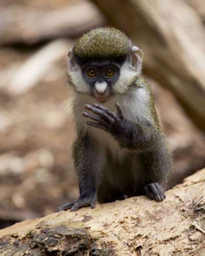 Schmidt’s Guenon - Zoo Atlanta