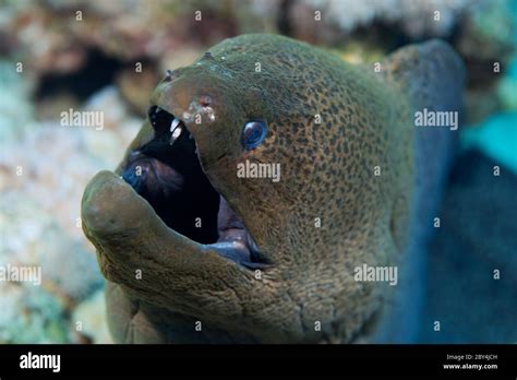 Moray eel teeth hi-res stock photography and images - Alamy