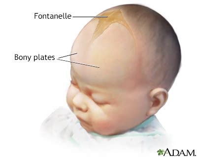 Baby Head Bones