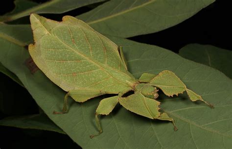 Leaf Insect, female (Phyllium sp. (celebicum group), Phylliidae ...