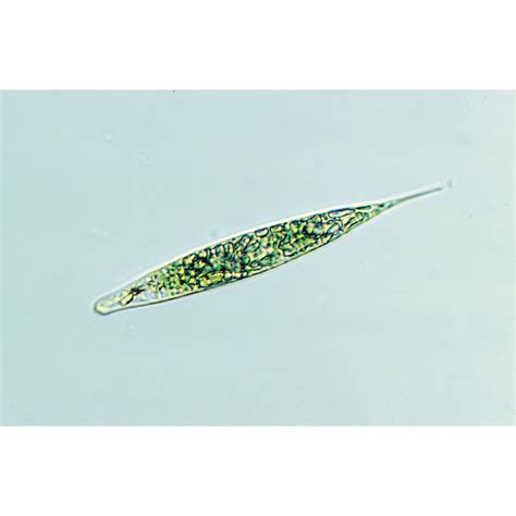 Euglena, Living | Carolina Biological Supply