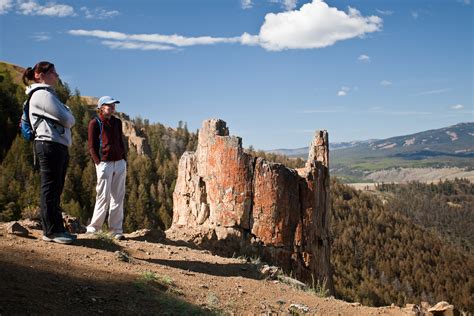 Forest Fossils: Exploring America’s Petrified Forests - American Forests