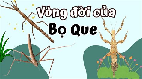 Vòng Đời Của Bọ Que Bao Nhiêu Ngày? The life cycle of Phasmatodea - YouTube