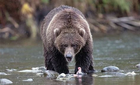 Mama and Baby Bear Climbing Mountain in Russia - Bracewell Coved1963