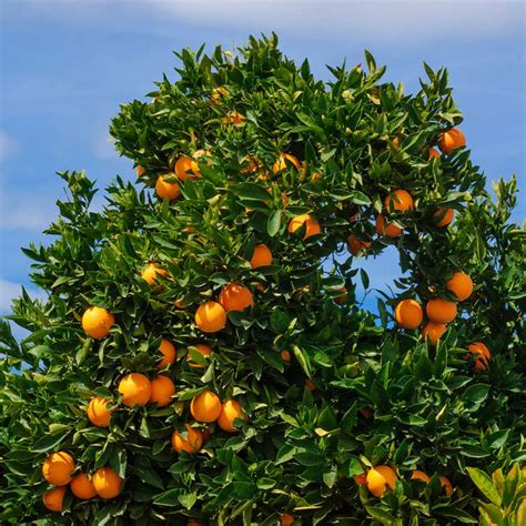 Cara Cara Orange Trees for Sale – FastGrowingTrees.com