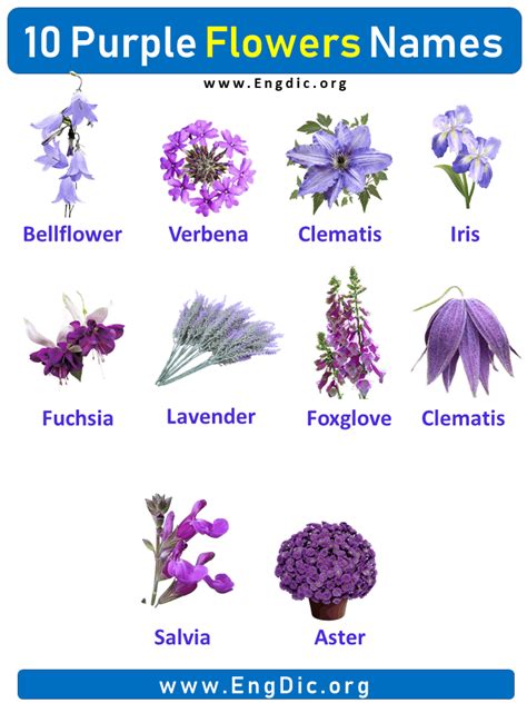 10 Purple Flowers Names with Pictures