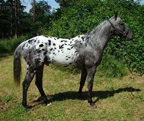 Raza Appaloosa gris y blanco :: Imágenes y fotos