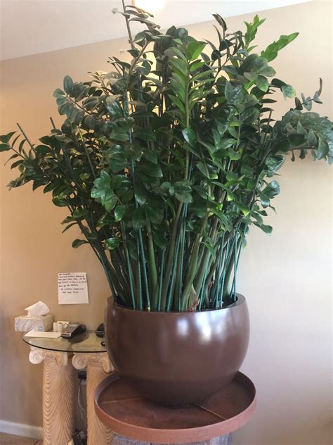 A huge and gorgeous ZZ Plant - Zamioculcas Zamiifolia. | House plant ...