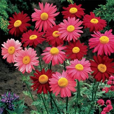 Chrysanthemum Seeds - Pyrethrum Coccineum Robinson's Mix Flower Seed