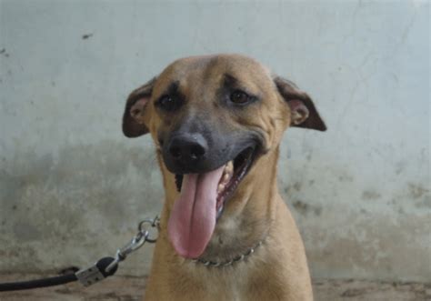 Kombai Dog: The Bull Terrier of Tamil Nadu (Breed Guide)