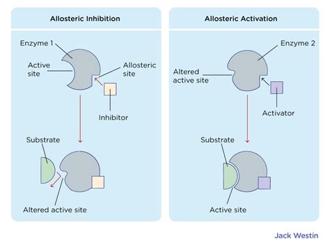 Regulatory Enzymes - Control Of Enzyme Activity - MCAT Content