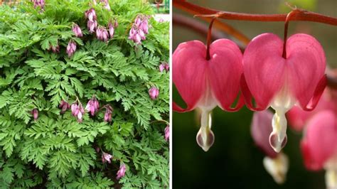 10 Ideal Plants for Semi-Shaded Rockery - Best Landscape Ideas