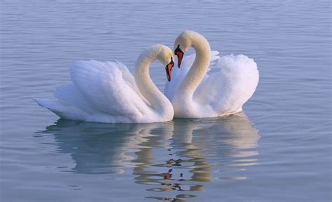 Swan Symbolism: 15 Spiritual Meanings Of Swan